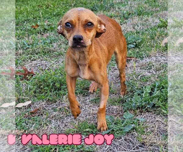 Medium Photo #21 Chiweenie Puppy For Sale in San Antonio, TX, USA