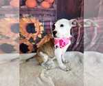 Small #16 American Pit Bull Terrier Mix