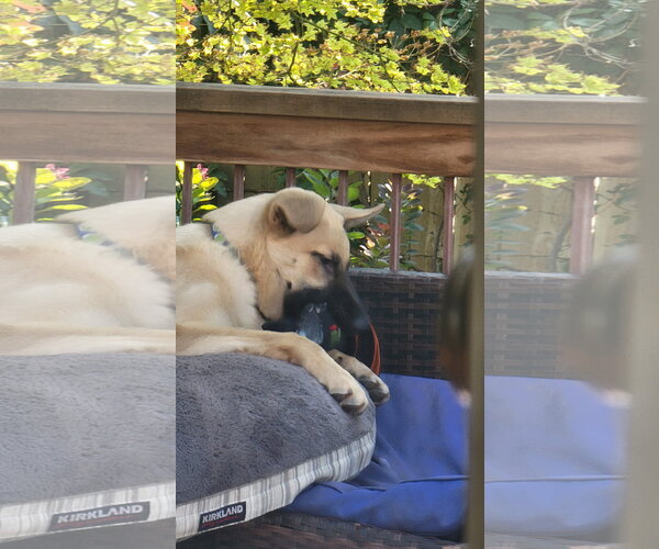 Medium Photo #7 Mutt Puppy For Sale in Sandy, UT, USA