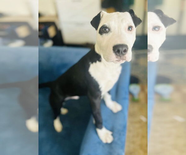 Medium Photo #1 American Pit Bull Terrier-Unknown Mix Puppy For Sale in Germantown, OH, USA