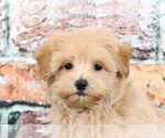 Small Photo #3 Maltipoo Puppy For Sale in BEL AIR, MD, USA