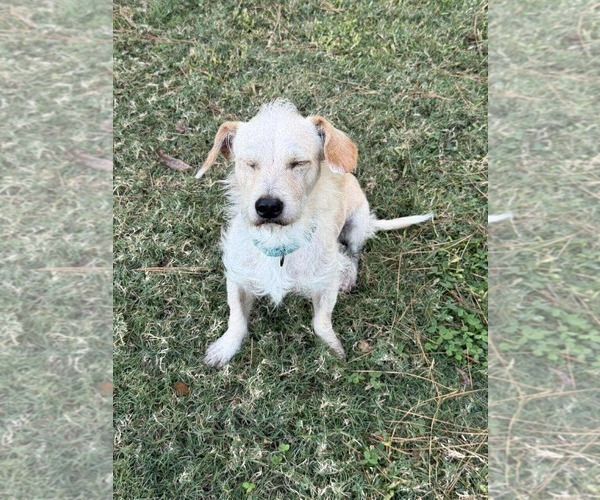 Medium Photo #4 Chihuahua-Unknown Mix Puppy For Sale in Princeton, MN, USA