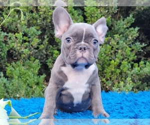 French Bulldog Puppy for sale in BOSTON, MA, USA