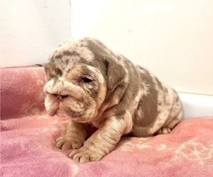 English Bulldog Puppy for sale in PASADENA, CA, USA