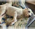 Small #2 Great Pyrenees Mix