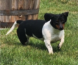 Mother of the Dachshund puppies born on 02/14/2026