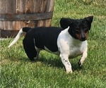 Small Photo #1 Dachshund Puppy For Sale in DETROIT, MI, USA
