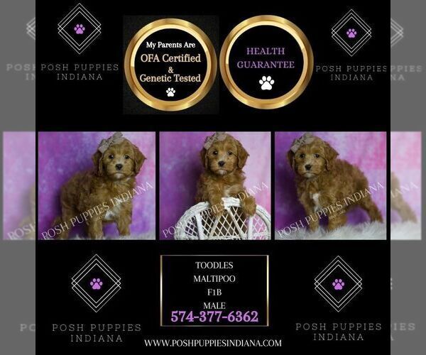 Medium Photo #45 Maltipoo (Miniature) Puppy For Sale in WARSAW, IN, USA