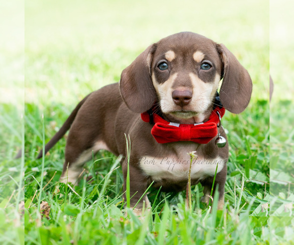 Medium Photo #27 Dachshund Puppy For Sale in WARSAW, IN, USA