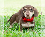 Small #1 Dachshund
