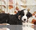 Puppy Smokey Australian Shepherd