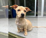 Small #5 Chiweenie