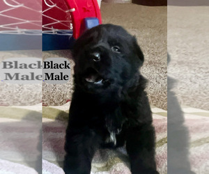 Medium German Shepherd Dog