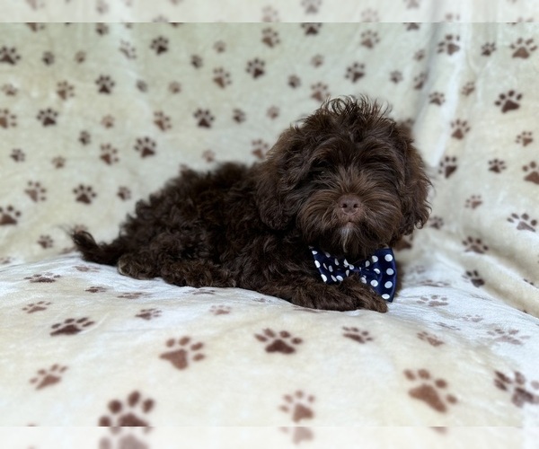 Medium Photo #7 ShihPoo Puppy For Sale in LAKELAND, FL, USA