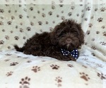 Small #6 ShihPoo