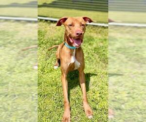 Labrador Retriever-Unknown Mix Dogs for adoption in Naples, FL, USA