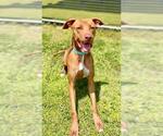 Small Labrador Retriever Mix