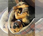 Small Photo #6 Beagle Puppy For Sale in Valrico, FL, USA