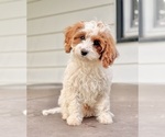 Small Cavapoo (Miniature)