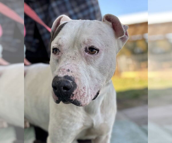 Medium Photo #1 American Pit Bull Terrier-Unknown Mix Puppy For Sale in Rustburg, VA, USA