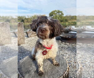 Havanese Dogs for adoption in St. Louis Park, MN, USA