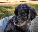 Small Photo #5 Doodle-Goldendoodle Mix Puppy For Sale in WACO, TX, USA