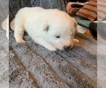 Small Photo #6 Samoyed Puppy For Sale in WASILLA, AK, USA