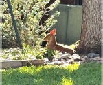 Small #16 Chihuahua