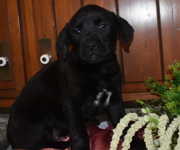 Medium Photo #2 Boxer-Golden Retriever Mix Puppy For Sale in SENECA FALLS, NY, USA