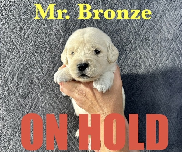 Medium Photo #4 English Cream Golden Retriever Puppy For Sale in ELLENSBURG, WA, USA