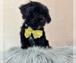 Image preview for Ad Listing. Nickname: Bennett