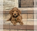 Puppy 2 Poodle (Standard)