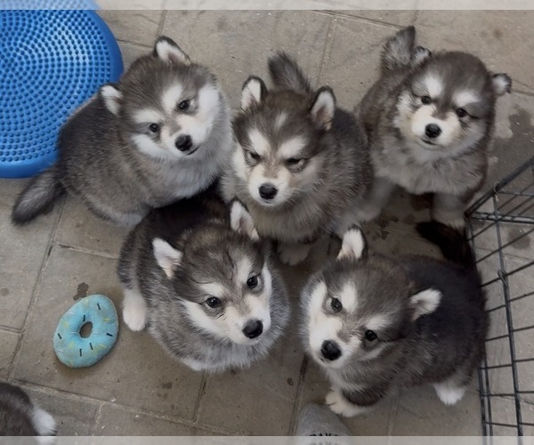 Medium Photo #4 Alaskan Malamute Puppy For Sale in ORINDA, CA, USA