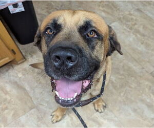 Mastiff Dogs for adoption in Edmond, OK, USA