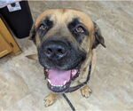 Small Mastiff
