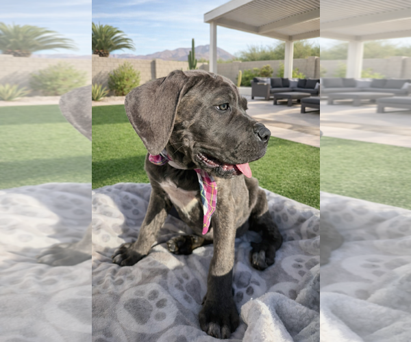 Medium Photo #3 Mutt Puppy For Sale in Goodyear, AZ, USA