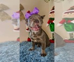 Small #3 French Bulldog