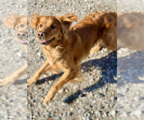 Medium Photo #2 Golden Retriever Puppy For Sale in West Cornwall, CT, USA