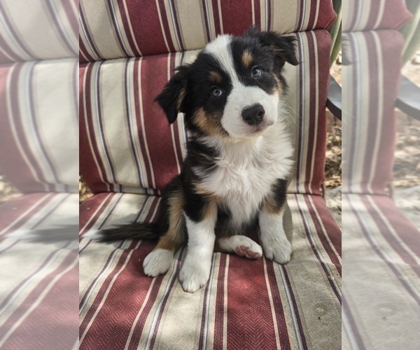 Medium Photo #1 Australian Shepherd Puppy For Sale in PHOENIX, AZ, USA