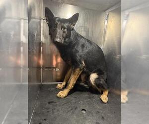 German Shepherd Dog-Unknown Mix Dogs for adoption in San Antonio, TX, USA