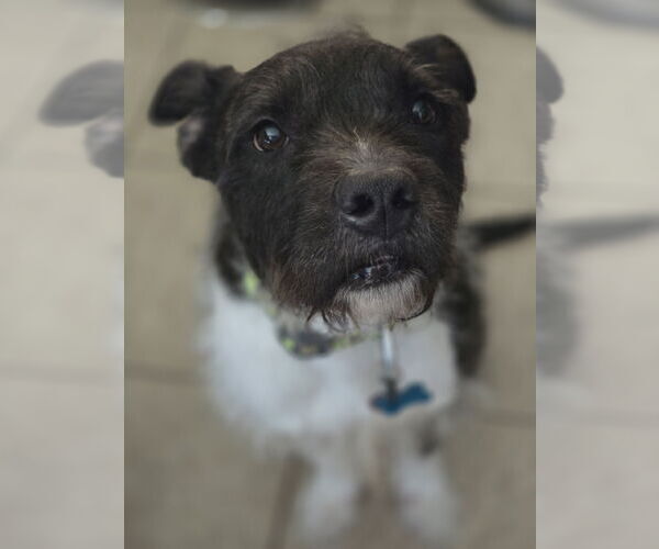 Medium Photo #4 American Staffordshire Terrier-Unknown Mix Puppy For Sale in Rosenberg, TX, USA