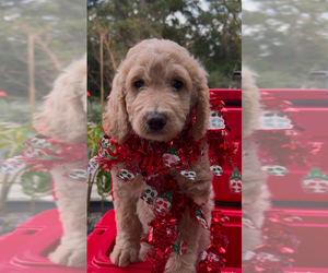Goldendoodle Litter for sale in HOUSTON, TX, USA