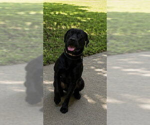 Labrador Retriever-Unknown Mix Dogs for adoption in Forestville, MD, USA