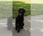 Small Labrador Retriever Mix