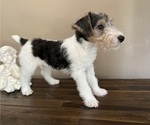Small #11 Wire Fox Terrier