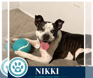 Nikki 102426 - Female Boston Terrier Dog for Adoption - Photo #4