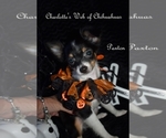 Small Photo #4 Chihuahua Puppy For Sale in HAMPTON, VA, USA