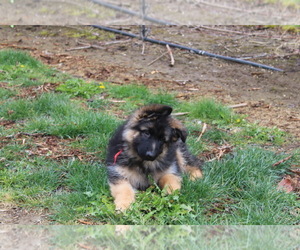 German Shepherd Dog Puppy for Sale in QUINCY, Washington USA