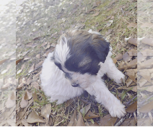 ShihPoo Puppy for sale in INMAN, SC, USA