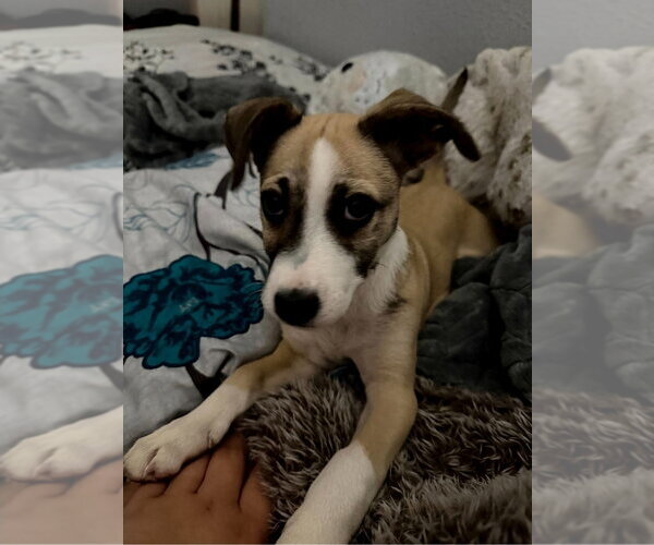 Medium Photo #1 Collie-German Shepherd Dog Mix Puppy For Sale in Lakewood, CO, USA
